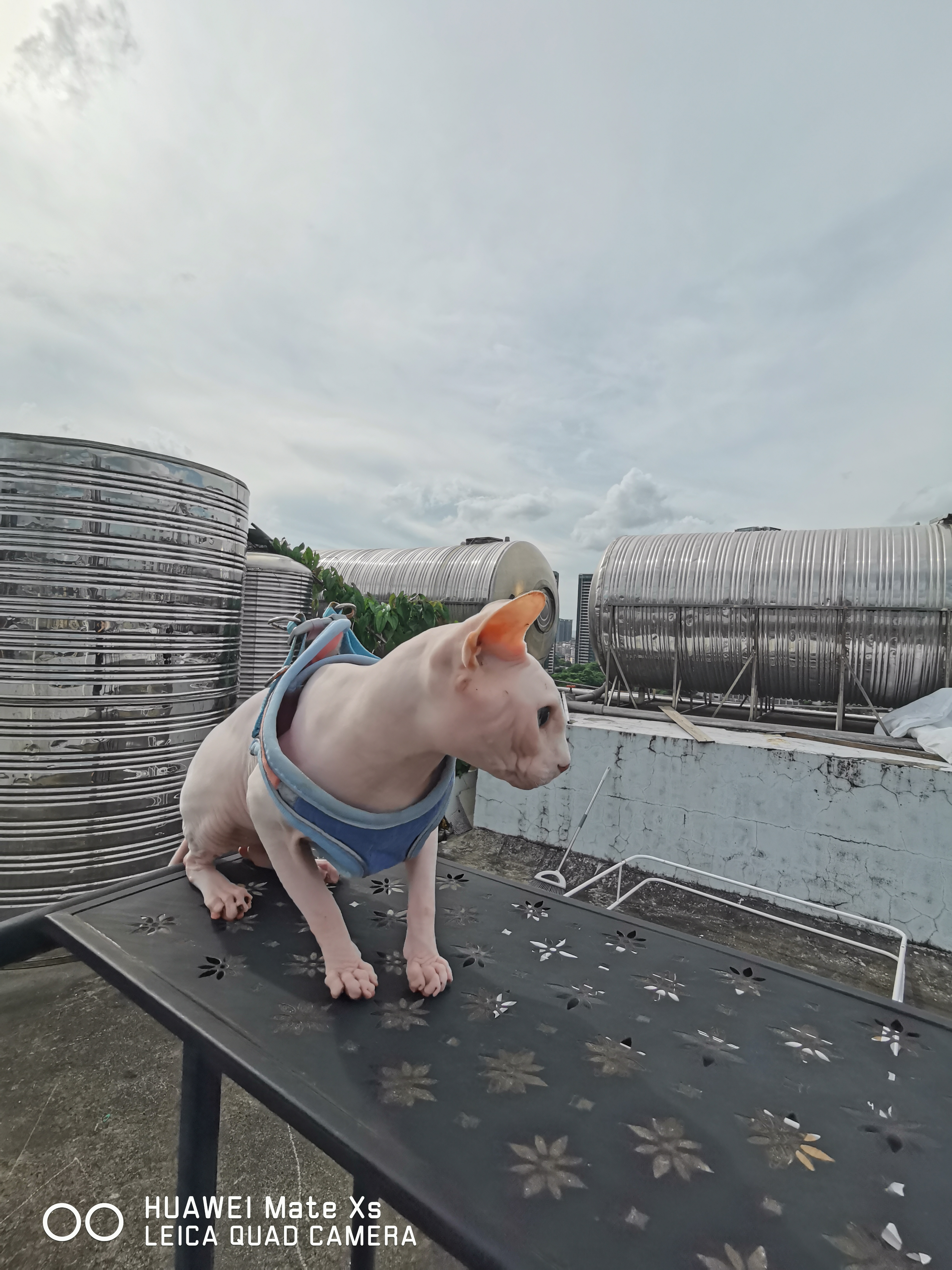 乖巧 听话 无毛猫